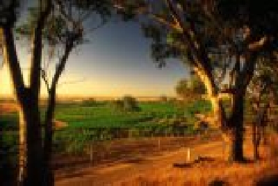 Weinberg Barossa Valley-SA Baro 3 Weinberg.JPG